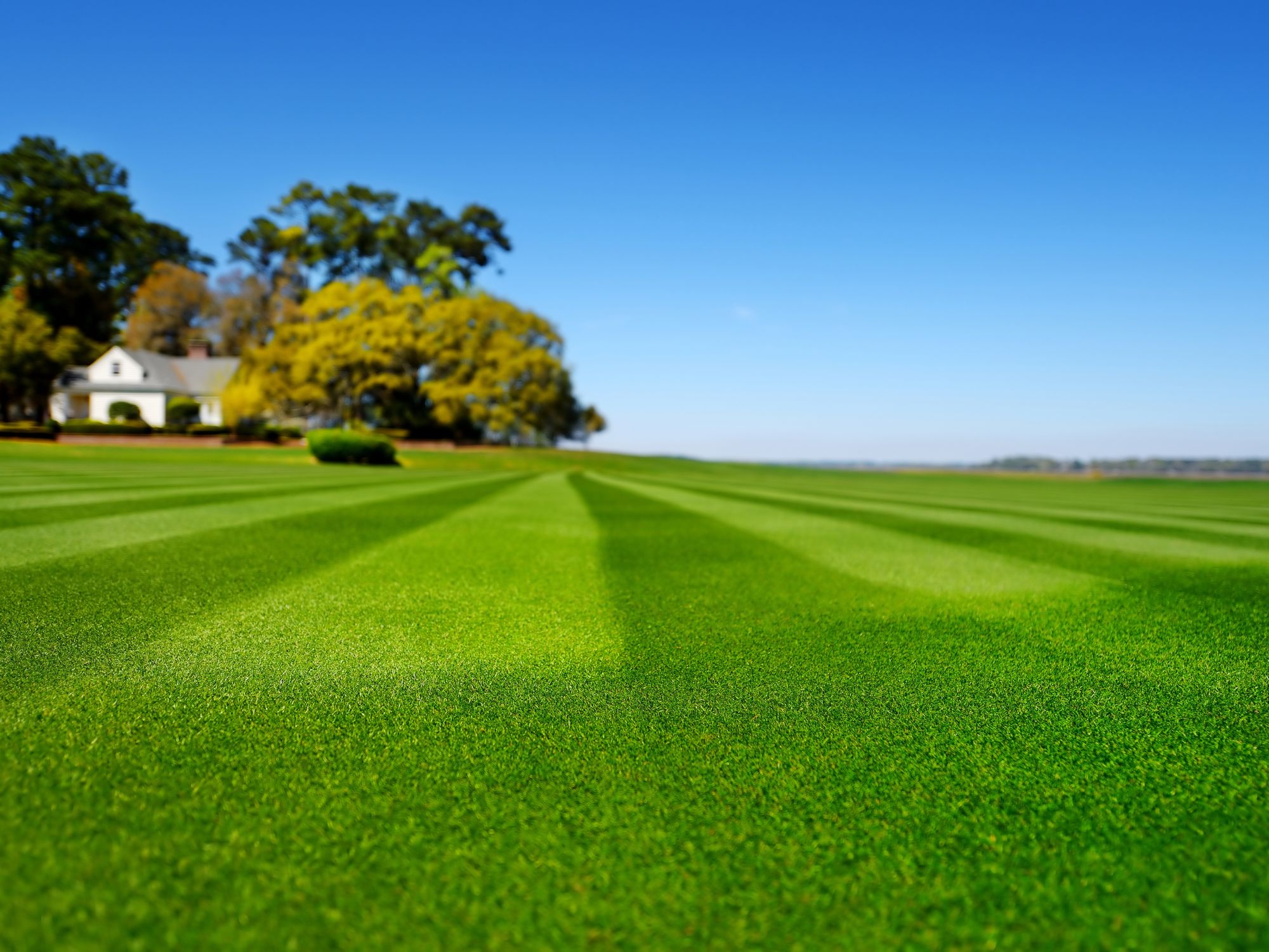 Professional lawn care